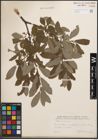Foto von Salix cinerea L.